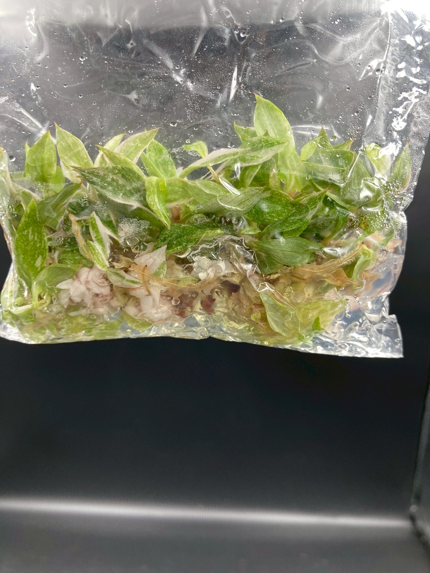 Philodendron Pink Princess Tissue Culture Plants 10 PCS.