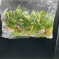 Philodendron Pink Princess Tissue Culture Plants 10 PCS.