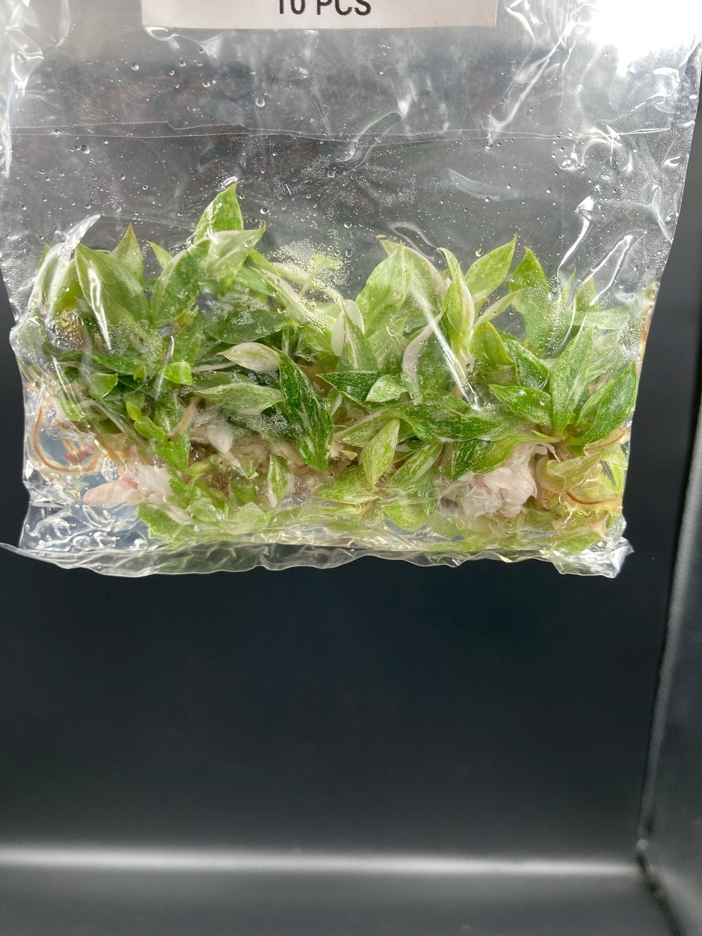 Philodendron Pink Princess Tissue Culture Plants 10 PCS.