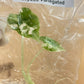Alocasia Frydek Variegated Tissue Culture Plant 1 PCS