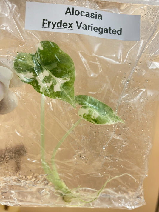 Alocasia Frydek Variegated Tissue Culture Plant 1 PCS