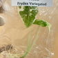 Alocasia Frydek Variegated Tissue Culture Plant 1 PCS