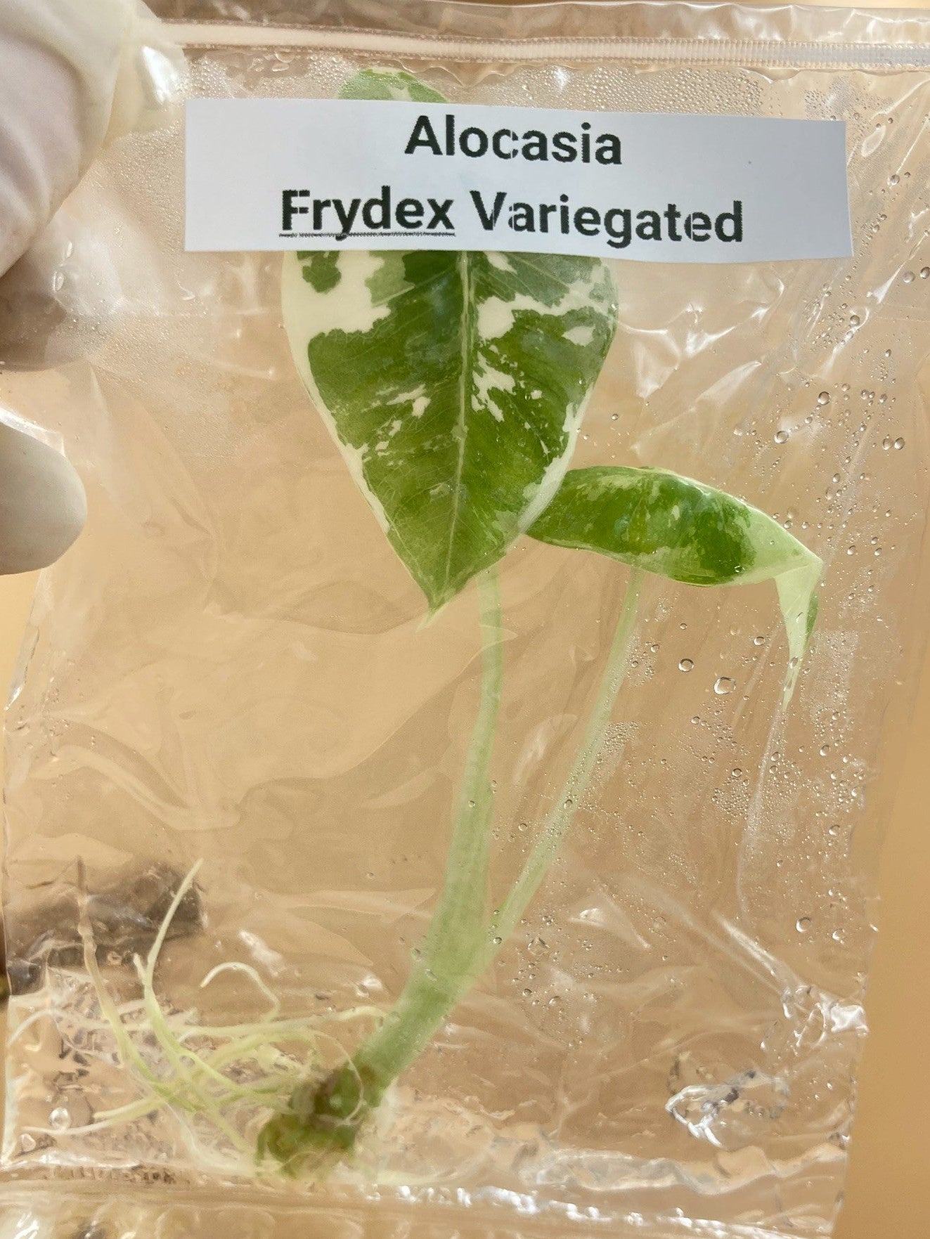 Alocasia Frydek Variegated Tissue Culture Plant 1 PCS