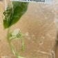 Alocasia Frydek Variegated Tissue Culture Plant 1 PCS