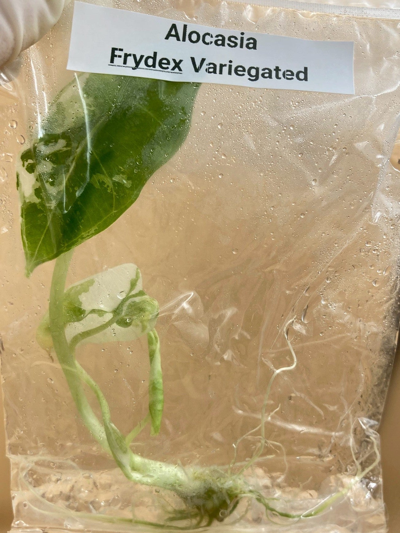 Alocasia Frydek Variegated Tissue Culture Plant 1 PCS