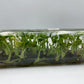 [SALE !!!] Bottle 40 plants Tissue Culture [Aglaonema Alocasia Anthurium Monstera Musa Philodendron]