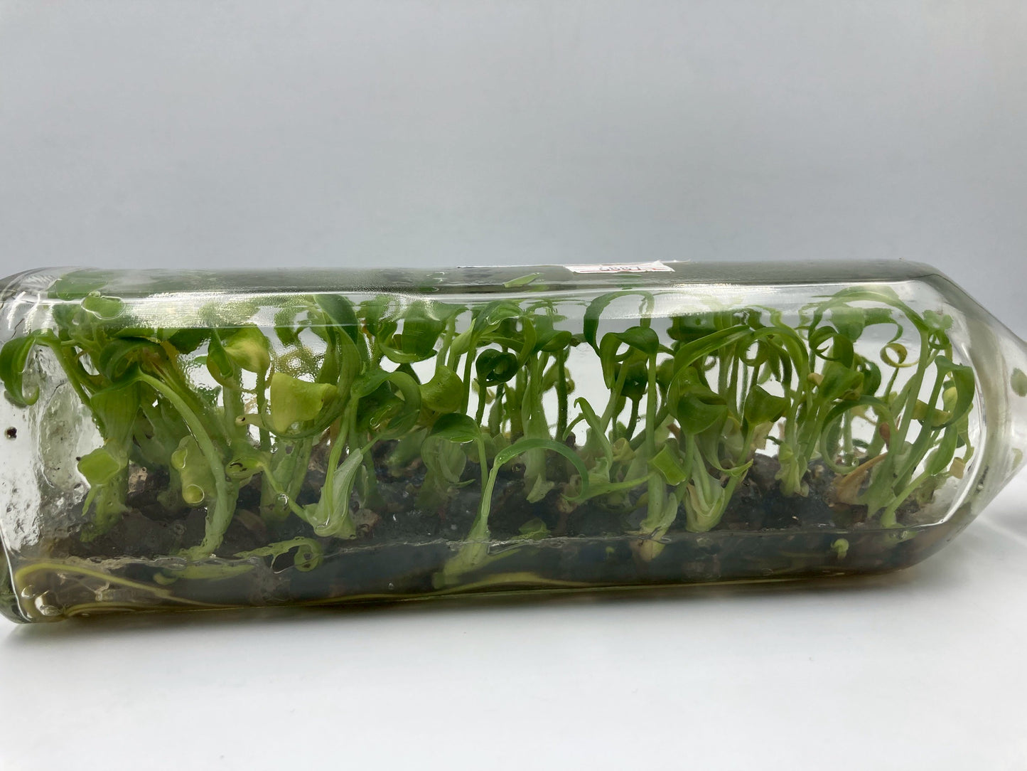 [SALE !!!] Bottle 40 plants Tissue Culture [Aglaonema Alocasia Anthurium Monstera Musa Philodendron]