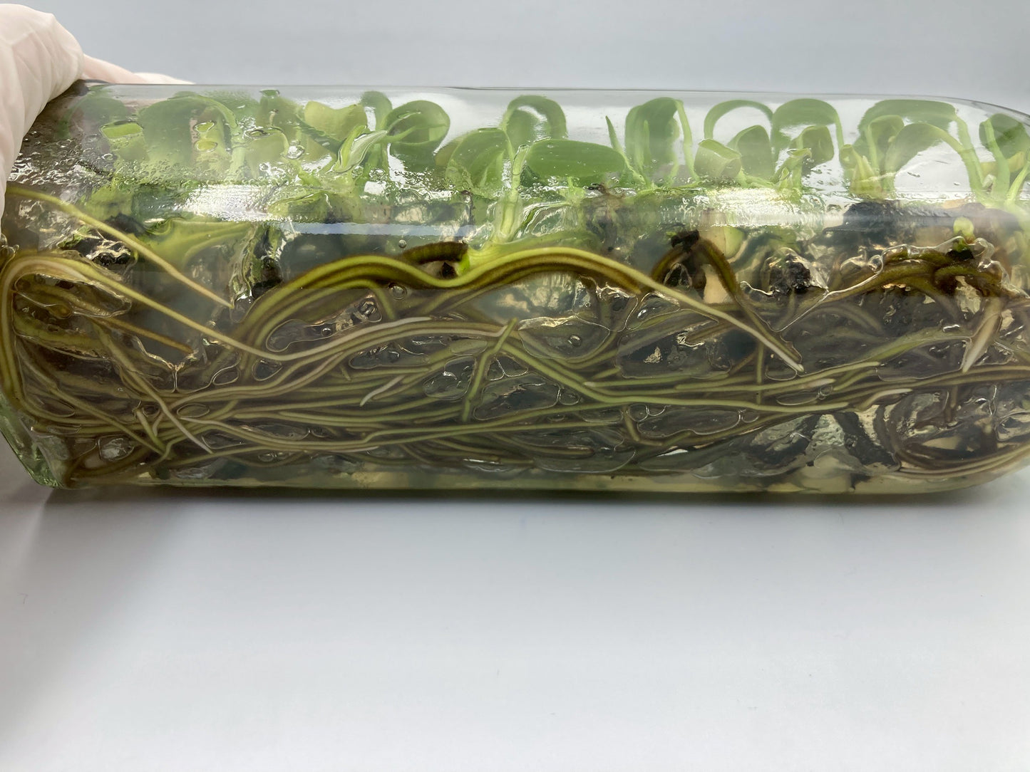 [SALE !!!] Bottle 40 plants Tissue Culture [Aglaonema Alocasia Anthurium Monstera Musa Philodendron]