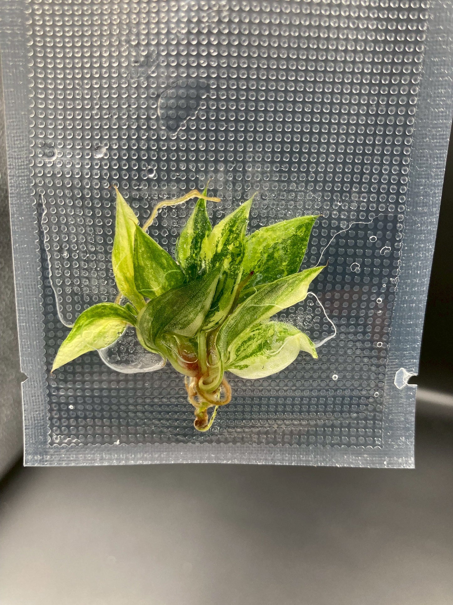 Philodendron Caramel Marble Fire Tiger Variegated Tissue Culture Plants 1 PCS