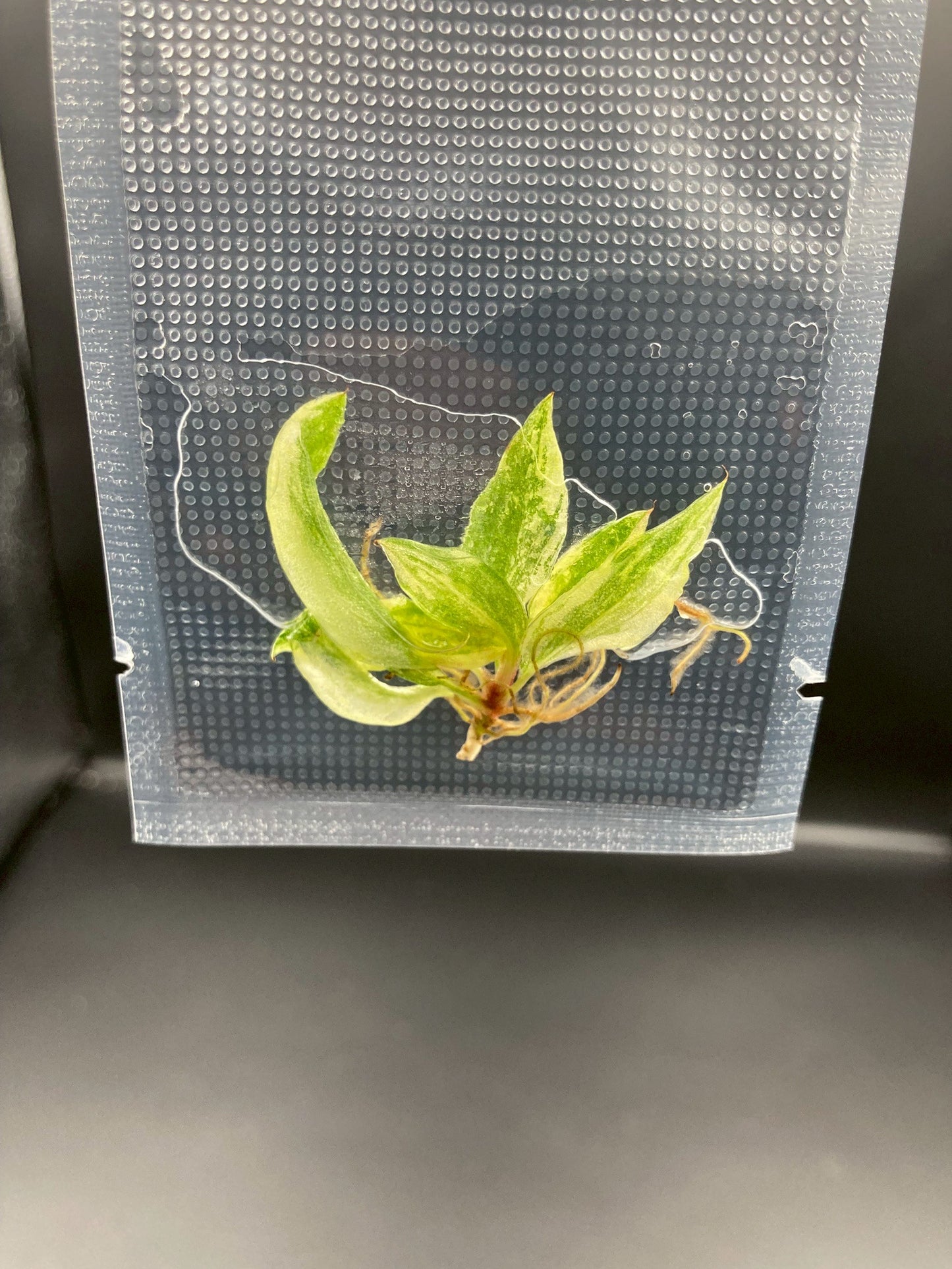 Philodendron Caramel Marble Fire Tiger Variegated Tissue Culture Plants 1 PCS