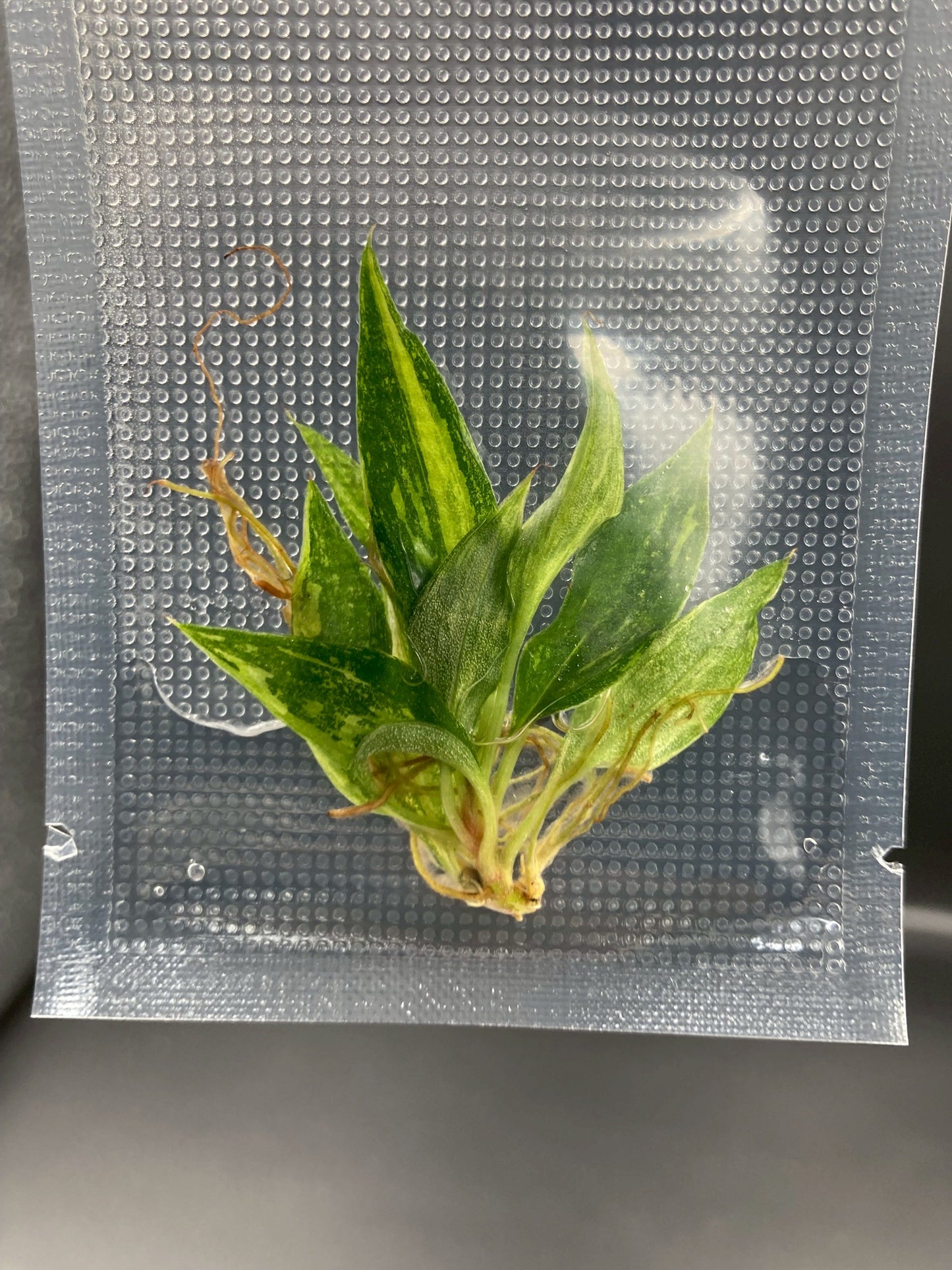 Philodendron Caramel Marble Fire Tiger Variegated Tissue Culture Plants 1 PCS