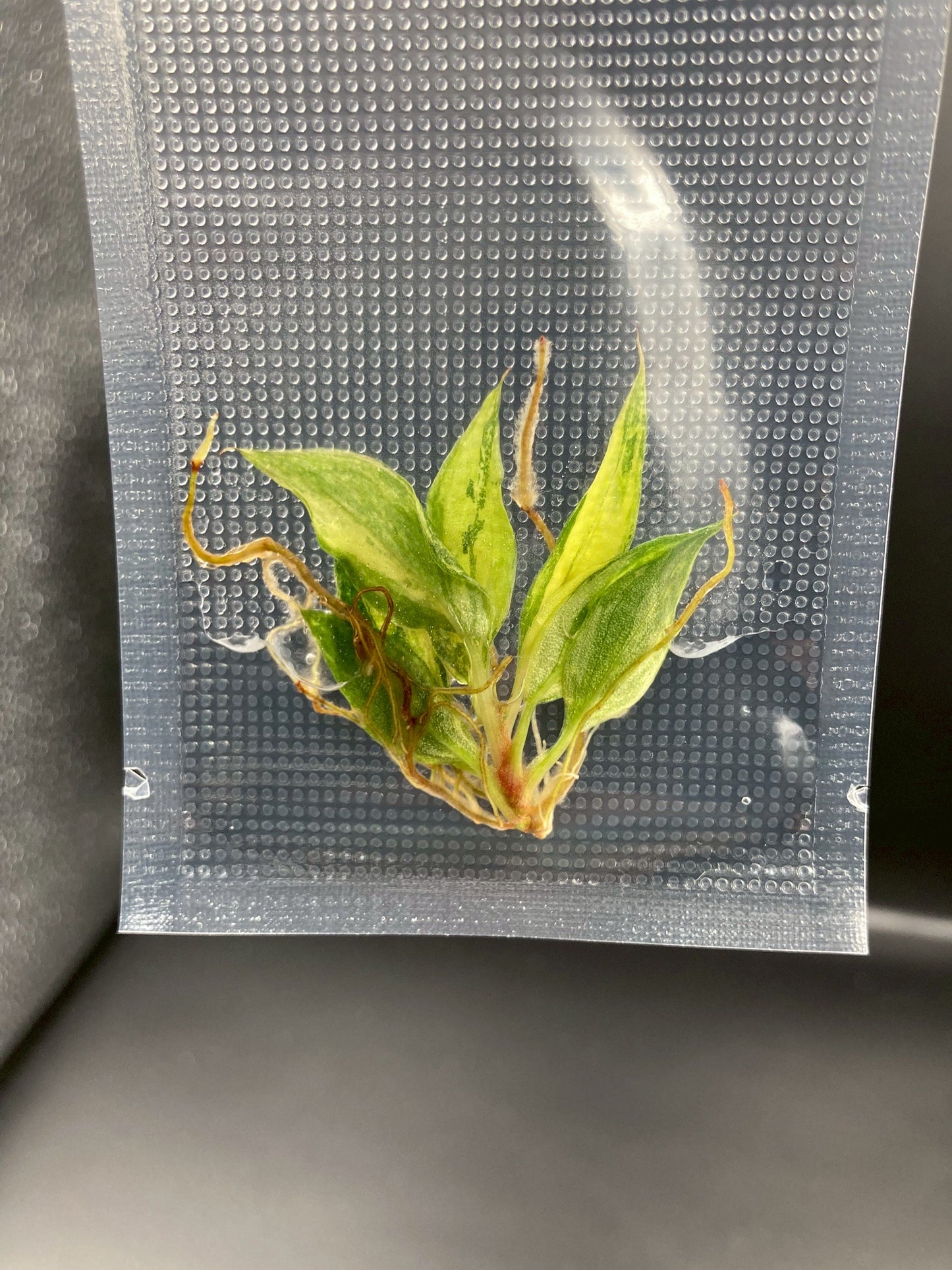 Philodendron Caramel Marble Fire Tiger Variegated Tissue Culture Plants 1 PCS