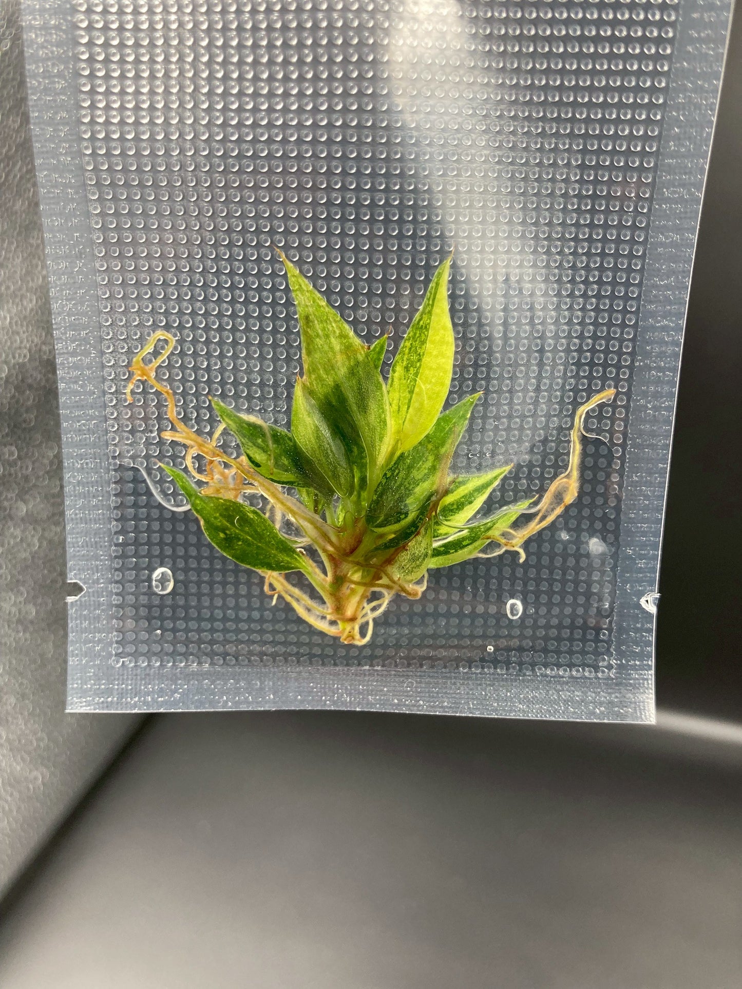 Philodendron Caramel Marble Fire Tiger Variegated Tissue Culture Plants 1 PCS