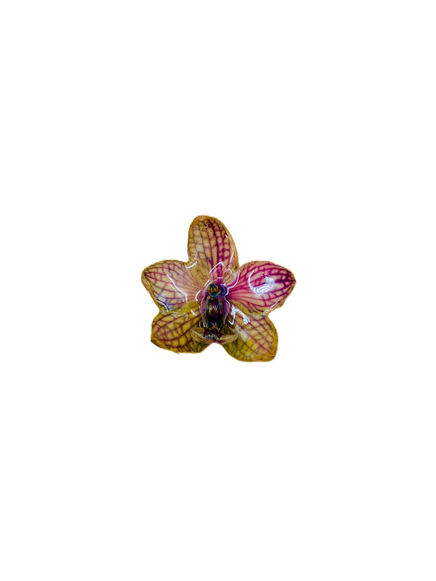 Real Orchid Flower Pendant, Preserved Resin Jewelry (Pin and Keychain Only)