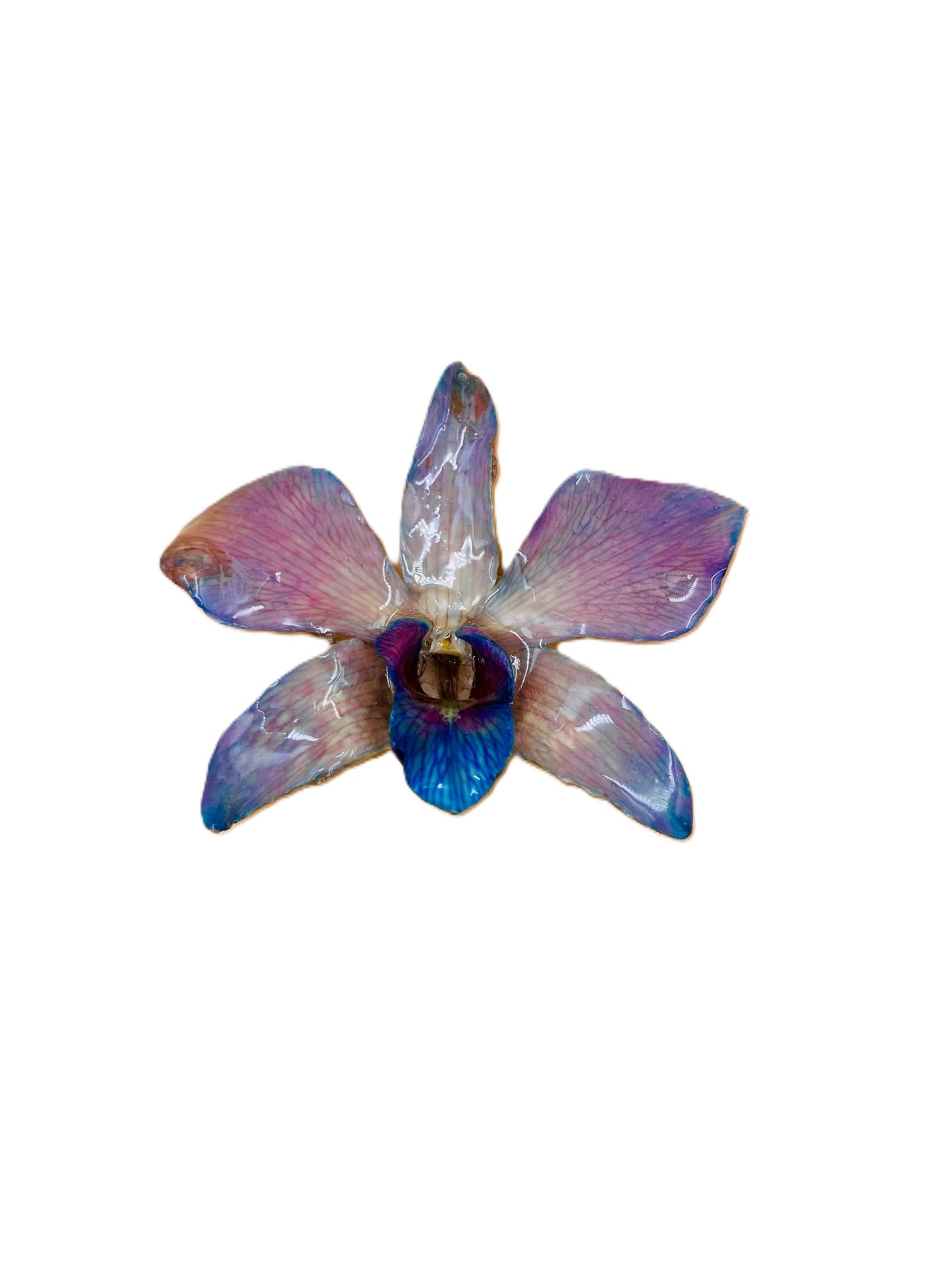 Real Orchid Flower Pendant, Preserved Resin Jewelry (Pin and Keychain Only)