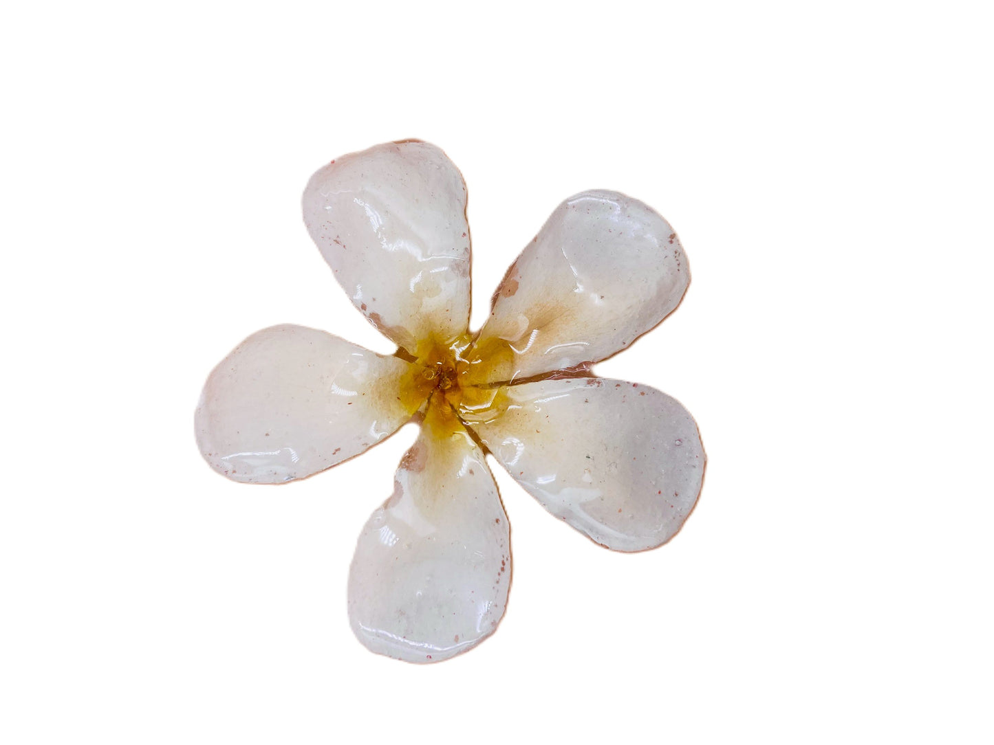 Real Orchid Flower Pendant, Preserved Resin Jewelry (Pin and Keychain Only)