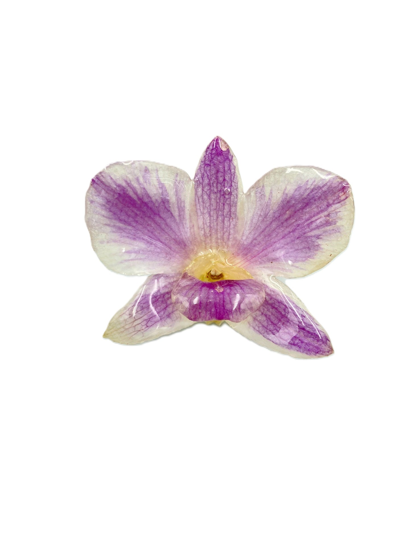 Real Orchid Flower Pendant, Preserved Resin Jewelry (Pin and Keychain Only)