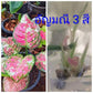 Aglaonema Tricolor Tissue Culture Plant 10 PCS.
