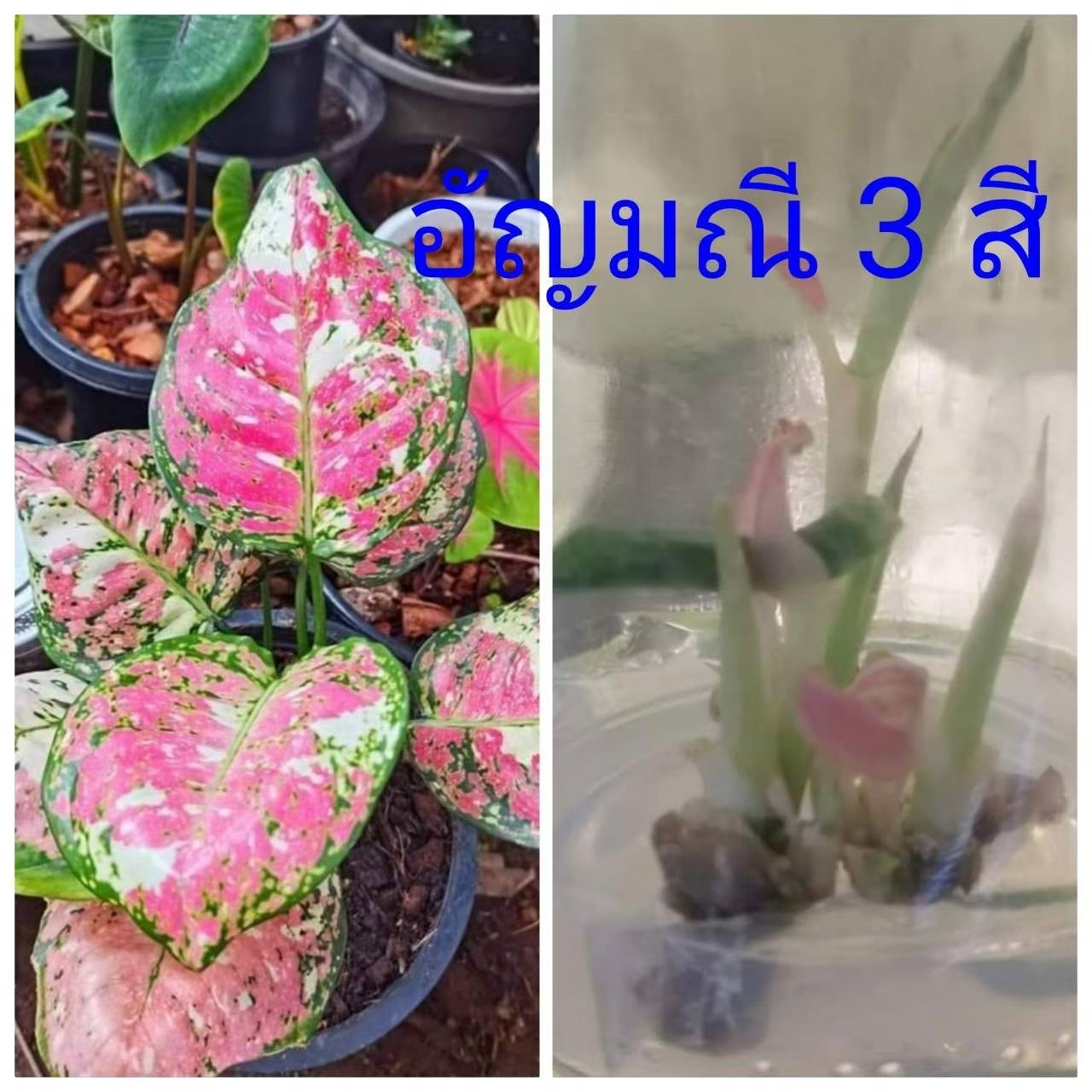 Aglaonema Tricolor Tissue Culture Plant 10 PCS.