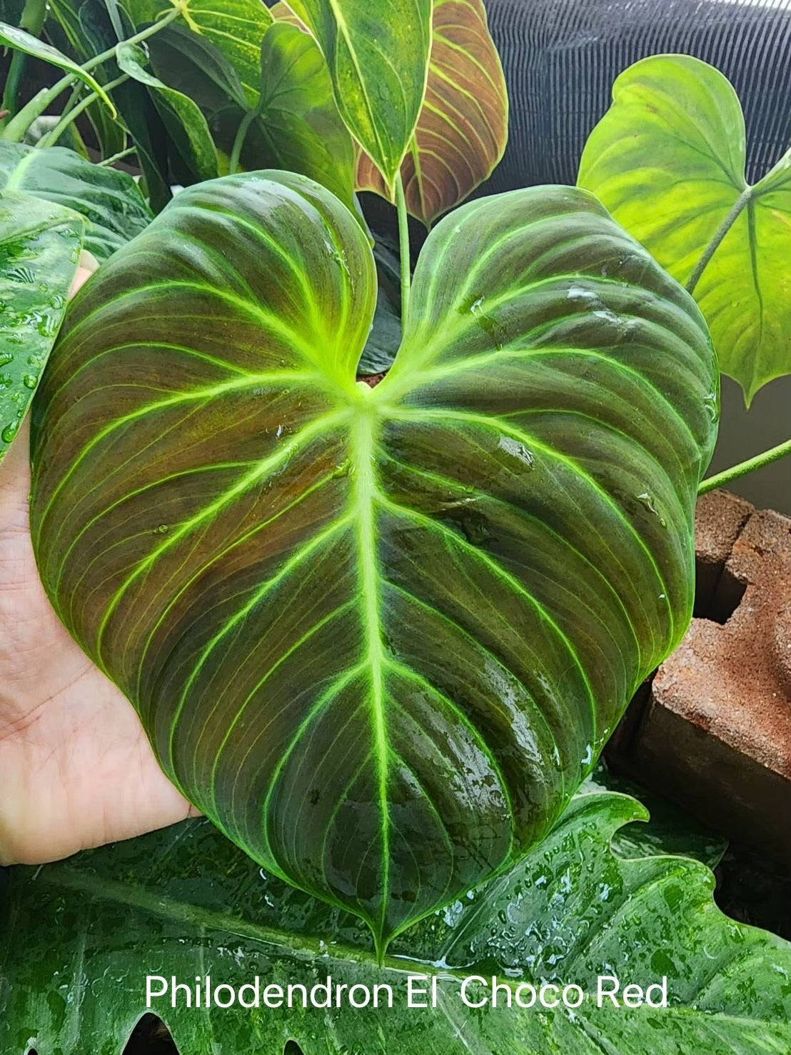 Philodendron rubrijuvenile 'El Choco red' Tissue Culture Plants 10 PCS.