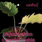 Philodendron Caramel Marble Variegated Tissue Culture Plant 1 PCS.