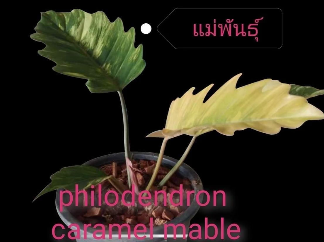 Philodendron Caramel Marble Variegated Tissue Culture Plant 1 PCS.