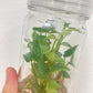 Anthurium Renaissance Tissue Culture Plants 5 PCS