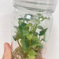 Anthurium Renaissance Tissue Culture Plants 5 PCS