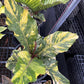 Anthurium Renaissance Tissue Culture Plants 5 PCS