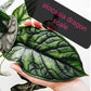 Alocasia Dragon Scale Tissue Culture Plants 10 PCS.