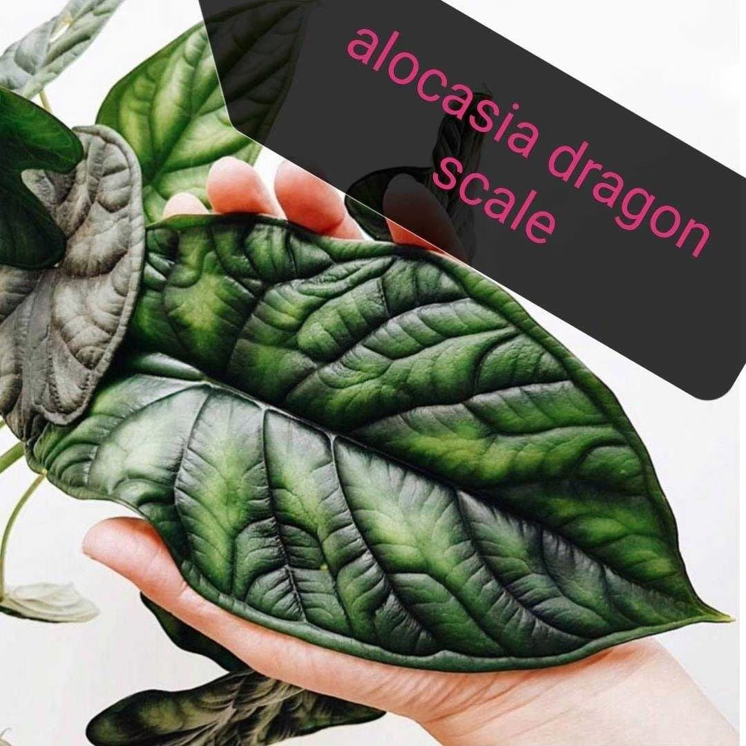 Alocasia Dragon Scale Tissue Culture Plants 10 PCS.