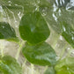Alocasia Dragon Scale Tissue Culture Plants 10 PCS.