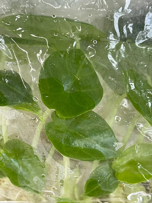 Alocasia Dragon Scale Tissue Culture Plants 10 PCS.