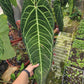 [Summer SALE !!!] Anthurium Warocqueanum TC $300 / 50 p.