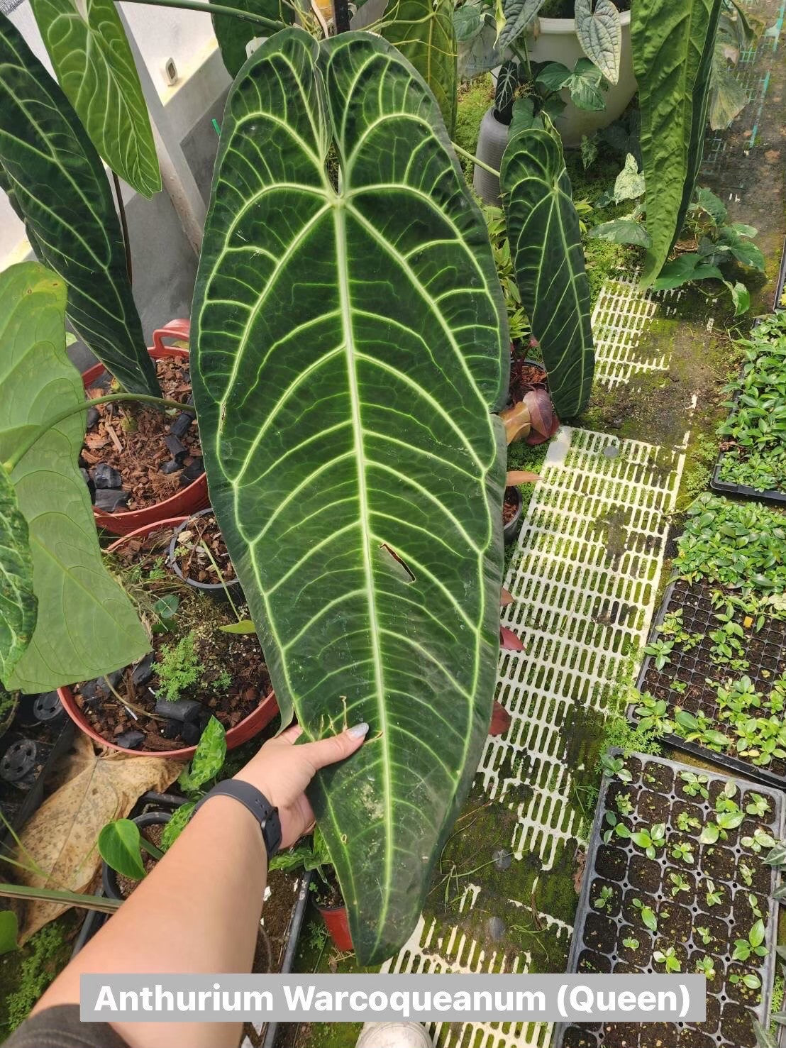 [Valentine's SALE PROMOTION] Anthurium Warocqueanum TC $250 / 50 p.