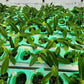 Anthurium Warocqueanum Mature plant 1 pcs. ( Pot 3")