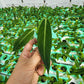 Anthurium Warocqueanum Mature plant 1 pcs. ( Pot 3")