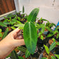 Anthurium Warocqueanum Mature plant 1 pcs. ( Pot 3")