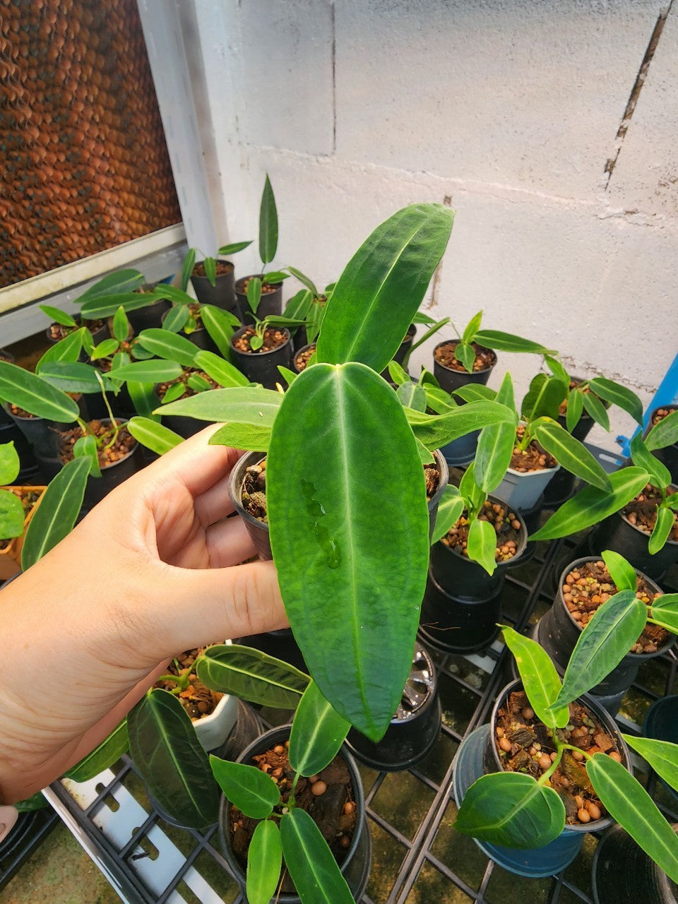 Anthurium Warocqueanum Mature plant 1 pcs. ( Pot 3")