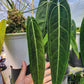 Anthurium Warocqueanum Mature plant 1 pcs. ( Pot 3")