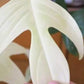 Philodendron Florida Ghost Tissue Culture Plants 10 PCS.