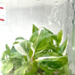 Philodendron White Knight Tissue Culture Plants 10 PCS.