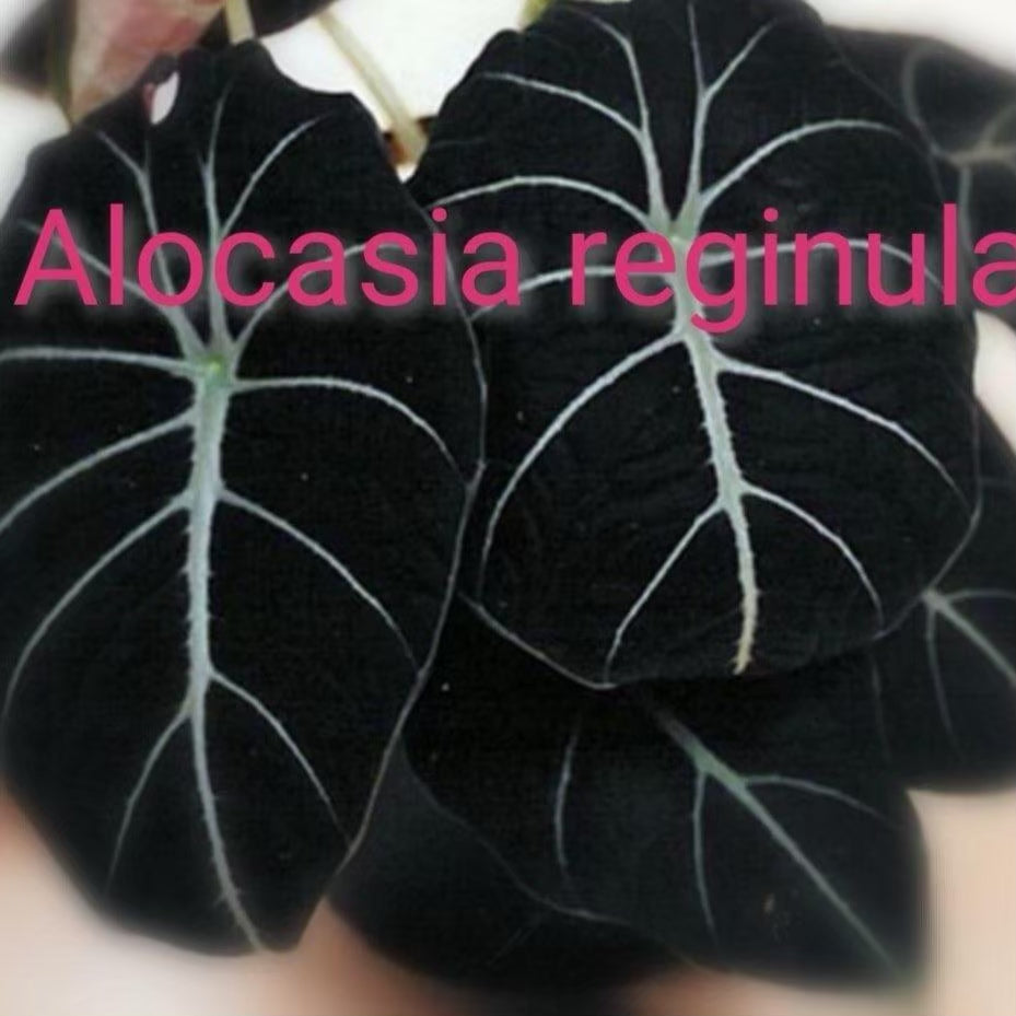 Alocasia reginula 'Black Velvet' Tissue Culture Plants 10 PCS.