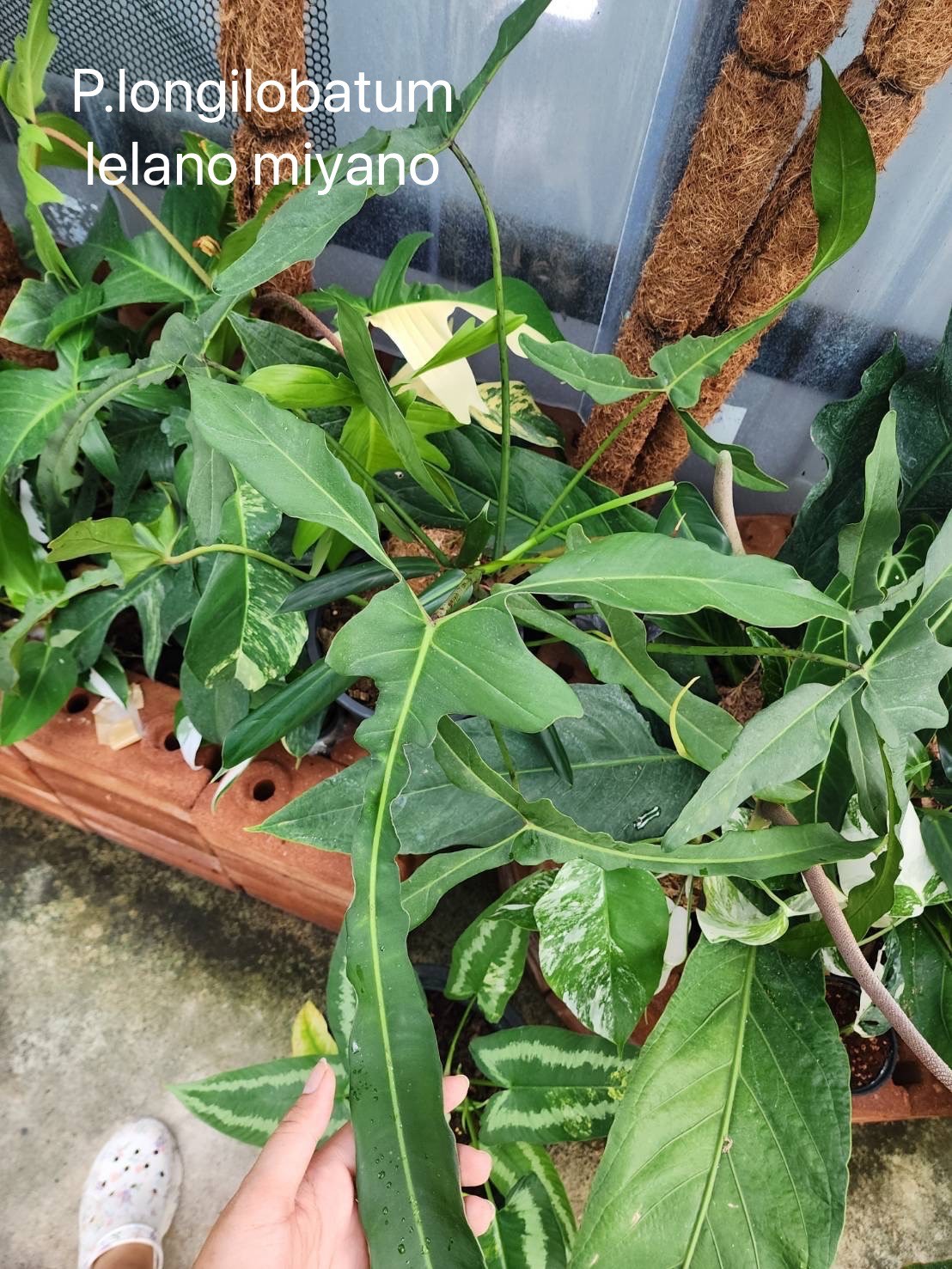 [Valentine's SALE PROMOTION] Philodendron Longilobatum Lelano Miyano TC $15 / 10 p.