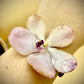 Bracelet made from real orchids, dark brown string