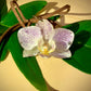 Pendant + necklace made from real orchids