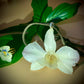 Pendant + Necklace Made From real Orchid Flowers