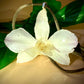 Pendant + Necklace Made From real Orchid Flowers