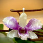 Pendant + rope necklace made from real orchids, white-purple tone