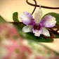Pendant + rope necklace made from real orchids, white-purple tone
